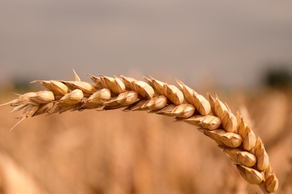 Wheat: Prices drop to the 200 € threshold